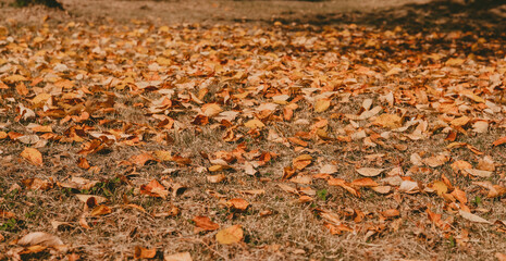 autumn leaves in the field. background from autumn leaves. The ground is strewn with leaves. Autumn landscape