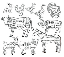 Fototapeta premium Butcher diagram guide for cutting meat 