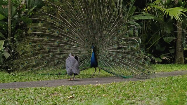 peacock dances a marriage dance unleashing the tail in the usual habitat in the forest