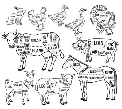 Butcher diagram guide for cutting meat 