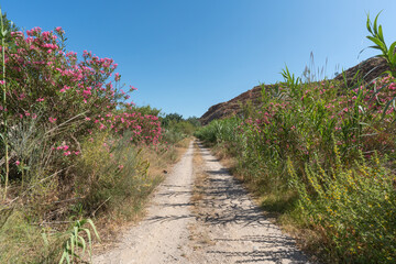 dirt road surrounded by vegetation