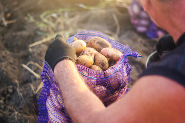 A farmer fills a mesh bag with harvest potatoes. Harvesting potatoes campaign on farm plantation. Farming. Countryside farmland. Growing, collecting, sorting and selling vegetables.