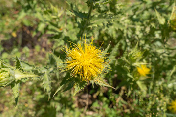 yellow flower of a wild plant