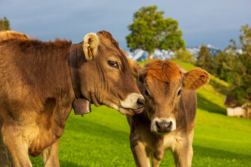 Kühe - Küssen - Zuneigung - Allgäu - kuscheln