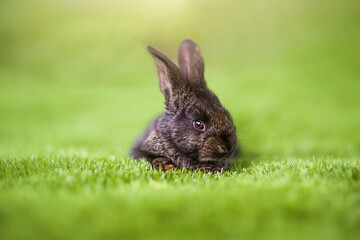 rabbit on a green grass in summer day. Cute little Easter bunny in the meadow. Green grass under the sunbeams. little hare sitting in the grass.