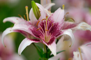 Fototapeta premium ユリ