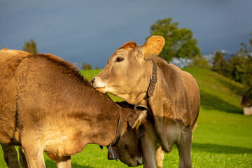 Kühe - schmusen - kuscheln - Allgäu - lustig