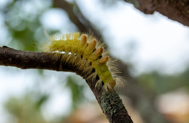 Caterpillar of the butterfly 