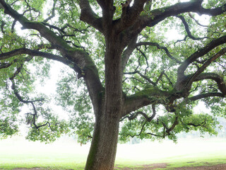 Club de Golf Sant Cugat del Vallès, Barcelona
