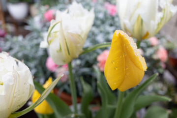 雪とチューリップの蕾