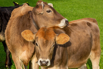Kühe - kuscheln - schmusen - Allgäu - Braunvieh