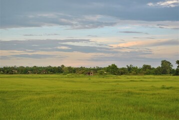 Fototapeta na wymiar Green fields with beautiful sky
