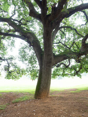 Club de Golf Sant Cugat del Vallès, Barcelona