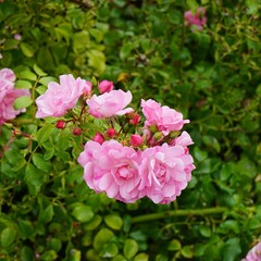 Rosier en fleur , arbuste d'ornement .