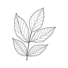 Vector contour walnut leaf. Hand-drawn outline sketch illustration on white background isolated. Ornamental leaves. Vintage decorative elements for floral botanical design. Line plant silhouette