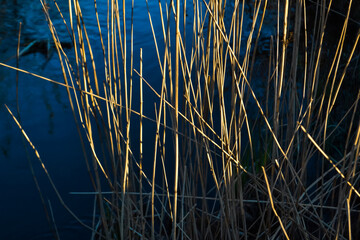 Dry yellow thin reed grass. Pattern, texture, macro, close-up. Blue stream, river background. The field in sunset light