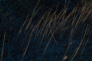 Dry yellow thin reed grass at sunset of autumn sun in dark shadow field. Texture, macro, close-up