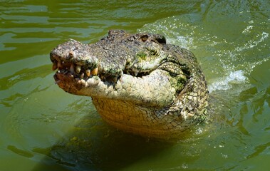 Crocodile in natural habitat