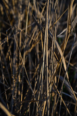 Dry yellow thin reed grass at sunset light in field. Texture, macro, close-up