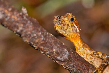 Brown-patched Kangaroo lizard, Wiegmann Agama, SriLankan Kangaroo Lizard, Otocryptis wiegmanni, Sinharaja National Park Rain Forest,  World Heritage Site, UNESCO, Biosphere Reserve, Sri Lanka, Asia