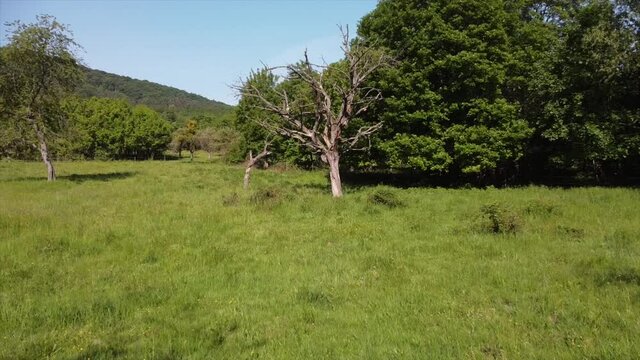 Streuobstwiesen, gef&auml;hrdeter Lebensraum im Rheintal bei Boppard-Buchenau