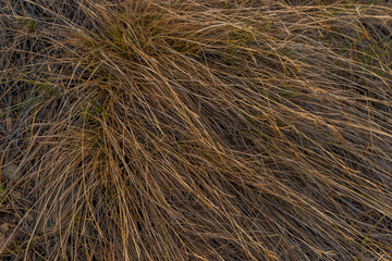 Dry yellow thin reed grass at sunset light. Texture, macro, close-up. Swamp, marsh field