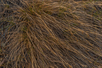 Dry yellow thin reed grass at sunset light. Texture, macro, close-up. Swamp, marsh field