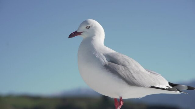 Focus shift from distant snowy mountains to nearby seagull walking
