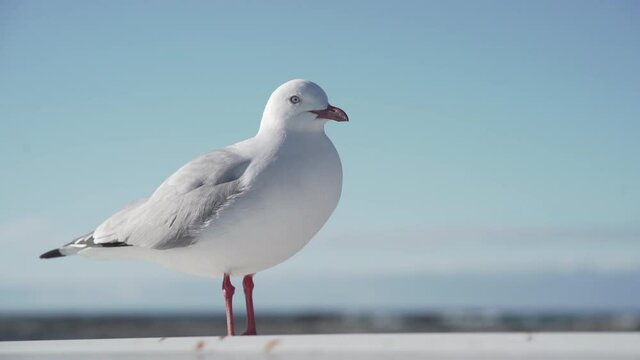 Close-up of red-billed gull walking rapidly, blue sky in background