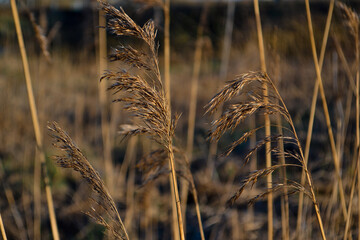 Dry yellow thin reed grass. Pattern, texture, macro, close-up. The field at sunset light