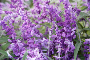 アメジストセージ