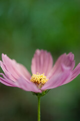 pink cosmos flower macro