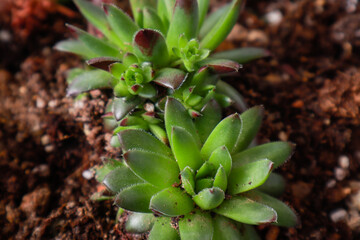 Echeveria succulent. In a pot with earth