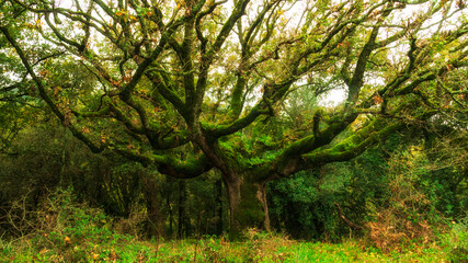 Obraz premium green tree in forest