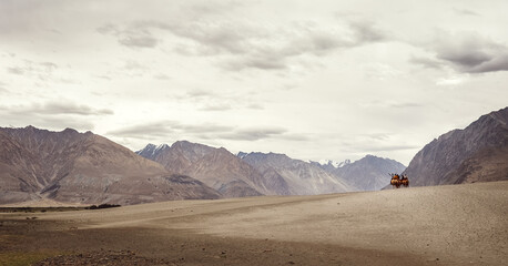 Little Caravan of camels goes to the mountain desert travel