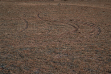 Wheel tracks of car on field with dry yellow, red short grass in steppe