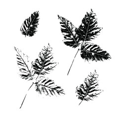 Set of imprints of natural tree branches and leaves. Silhouettes of leaves. Vector botanical illustration for design, pattern, print, postcard, decoration.