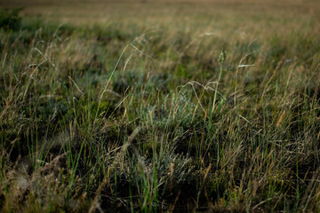 Dry yellow green thin grass. Pattern, texture, macro, close-up. The field at sunset of summer sun. Nature