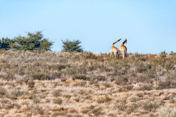 Necking South African giraffes in the arid Kgalagadi