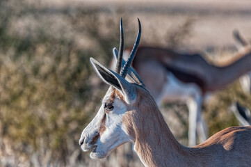 Close-up of head of a springbok in the Kgalagadi