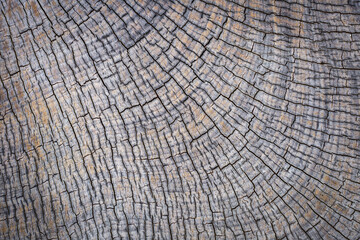 Fototapeta premium Natural wooden background, surface with timber texture and pattern of old wood