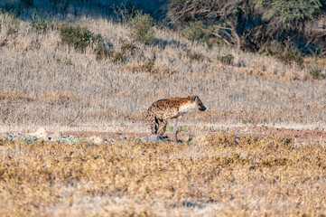 Spotted hyena, Crocuta crocuta, at Mata Mata in the Kgalagadi