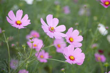 コスモス