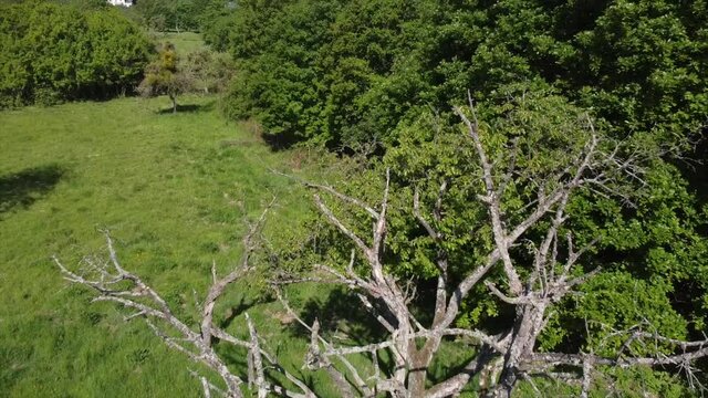 Streuobstwiesen, gef&auml;hrdeter Lebensraum im Rheintal bei Boppard-Buchenau