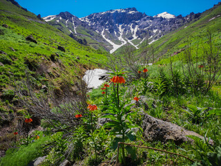  landscape with red flowers and mountains, red tulips