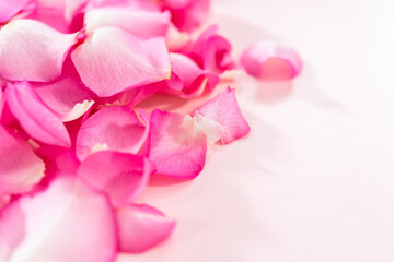 Obraz na płótnie Canvas Rose petals