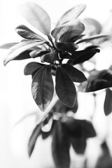 Black and white flowers #1