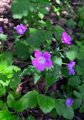 Purple flowers of forest geranium (Geranium sylvaticum)