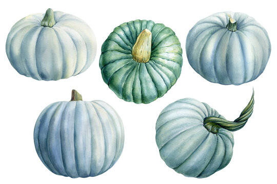 Set of blue pumpkin on an isolated white background, watercolor drawing