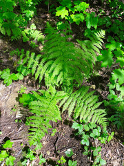 Common eagle (Pteridium aquilinum) in Izmailovsky Park